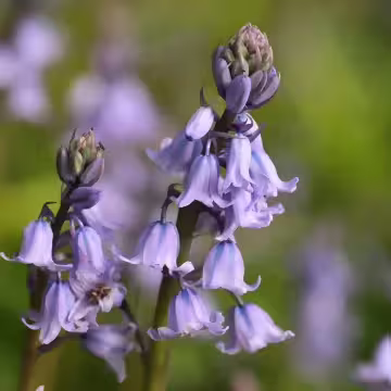 藍風鈴×水溶性薰香精油×10ml